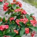 Red Crown of Thorns Plant, Euphorbia Crown of Thorns Plant, Live Cactus Plant 4 Inches Pot, Cactus Plant Indoor