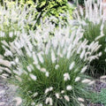 2 White Fountain Grass Plants Live for Planting, Ornamental Grass Perennial Garden, 5-9 Inch Tall