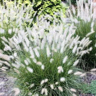 2 White Fountain Grass Plants Live for Planting, Ornamental Grass Perennial Garden, 5-9 Inch Tall