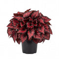 Trailing Begonia Plant Live, Rare Begonias Live Plant, 4-8 Inc Starter Indoor Outdoor Houseplant (Red Begonia)