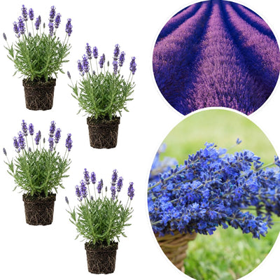 2 Plugs Lavender Plants Live Starter Plants 1-3" in Tall, Hardy Perennial Lavender for Garden and Landscape with Fragrant Purple Blooms, No Pot (Blue)