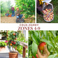 Peach Tree Live Plant, Outdoor Garden Fruit Tree, 1-2 Ft Tall