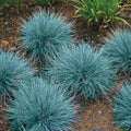 2 Blue Fescue Grass Plants Live for Planting, 4" Pot, Blue Fescue Ornamental Grass Live Plants Indoor Outdoor Garden