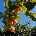 2 Fall Gold Raspberry Plants Live, Sweet Raspberry Bush 4-6 Inches Tall, Edible Fruit Tree for Outdoor Growing