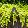 Golden Creeping Jenny Plant Live, Golden Creeping Jenny Seedling in Plug, 1-3 Inc Tall, Bright Yellow Foliage, Hardy Perennial Plant for Ground Cover, Hanging Basket