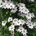 Clematis Vine Plant Live for Planting Outdoor, Clematis Plants Live, 4 to 6 Inch Tall, 2.5 Inc Pot, Perennial Fragrant Flowers Plant, White Clematis