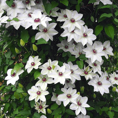 Clematis Vine Plant Live for Planting Outdoor, Clematis Plants Live, 4 to 6 Inch Tall, 2.5 Inc Pot, Perennial Fragrant Flowers Plant, White Clematis