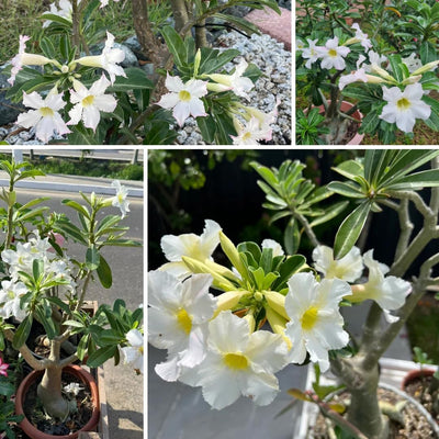 3 Assorted Desert Rose Plants Live, Adenium Desert Rose Live Plant, 5 to 7 Inches Long, Cactus Succulent Plant Perennial Flowering