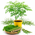 2PPP Moringa Plants Live, Malunggay Trees 5-8 Inches Tall