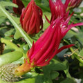 Fishbone Cactus Plants Live for Hanging Basket, Starter Size 2" Pot, Houseplants Epiphyllum Plant, RIC Rac Cactus Plants Live, Pink White Blooms