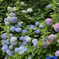 Blue or Pink Flower Hydrangea Live Plant 4" Pot, Hydrangea Shrub Flower Plants for Outdoor or Indoor Planting, Change Color Perennial Plant