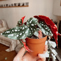 Trailing Begonia Plant Live, Rare Begonias Live Plant, 4-8 Inc Starter Indoor Outdoor Houseplant (Pink Leaf with White Spots Begonia)