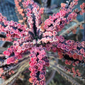 Pink Kalanchoe Plant Live in 2 Inch Pot, Butterfly Kalanchoe Succulent Mother of Thousands, Kalanchoe Live Plant