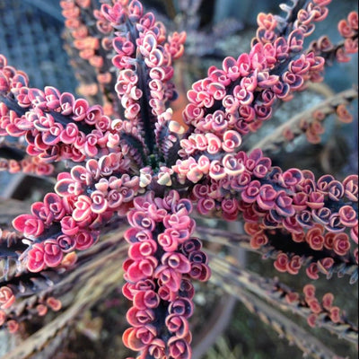 Kalanchoe Pink Butterfly Plant Live for Planting 2 Inch Pot, Pink Kalanchoe Succulent Mother of Thousands, Kalanchoe Live Plant Houseplant