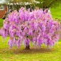 Purple Blue Wisteria Tree Live Plant, Violet Wisteria Live Plant, Wisteria Vine for Planting Outdoors, 2.5 Inch Pot