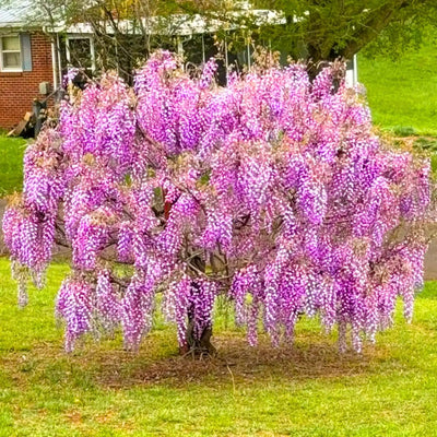 Purple Blue Wisteria Tree Live Plant, Violet Wisteria Live Plant, Wisteria Vine for Planting Outdoors, 2.5 Inch Pot