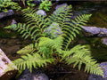 10 Lady Fern Plants Live, Live Fern Plants Outdoors, 10 Bare Roots for Gardening, Not Plant