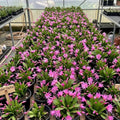 Pink Easter Cactus Live Plant, Hardy Perennial Easter Cactus, Vibrant Pink Blooming Spring Cactus, Indoor Houseplant, Flowering Holiday Cactus, 4–6 Inch Tall