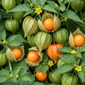 Cape Gooseberry Plant in 4" Pot, Well Rooted Golden Berry Fruit Plant 7-10 Inches, Outdoor Growing