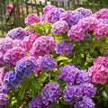 Deep Purple Blue to Pink Hydrangea Bush Plant Tree Live Shrub, 5-12" Starter Plant Hydrange Tree Plants, Dormant No Leaf in Winter, Cold Hardy Temperate