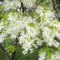 White Fringe Tree Plant in Quart Pot, 6 to 12 Inch Tall Fringe Plant for Garden, Fringe Tree Plants Live, Fringetree Starter Plant, White Flower Fringe Tree Plants
