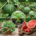 2PPP Sweet Watermelon Live Vine Plant, Watermelon Fruit Plant Live 4-7" Tall in 4" Pot, Red Sweet Fruit, Fast Growing Outdoor Garden Plant