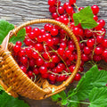 Red Currant Bush Live Plant, Red Currant Plant Live for Planting, Currant Berry Fruit Tree Well Rooted 1 Year Plant