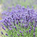 4 Lavender Plants Live Outdoor Indoor, Cold Hardy Fragrant Perennial Herb for Garden and Landscape, 4-8 Inch Tall (Phenomenal Lavender)