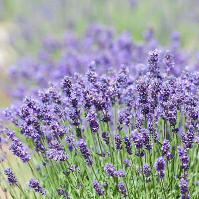 4 Lavender Plants Live Outdoor Indoor, Cold Hardy Fragrant Perennial Herb for Garden and Landscape, 4-8 Inch Tall (Phenomenal Lavender)