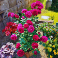 Climbing Roses Live Plant, Climbing Rose Plant Live, 5 to 7'' Tall, Fragrant Flower Bush Plants for Gardening (Purple)