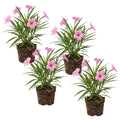 4 Mexican Petunia Live Plants 4–7 Inches Tall, Mexican Petunia Flowering Plants for Borders, Beds or Landscape (Pink)