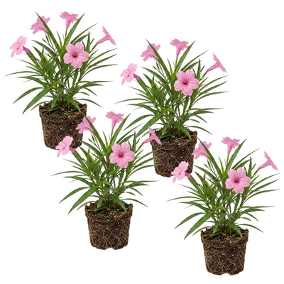 4 Mexican Petunia Live Plants 4–7 Inches Tall, Mexican Petunia Flowering Plants for Borders, Beds or Landscape (Pink)