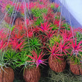 Air Plants Live Houseplants for Garden, 20 Tillandsia Air Plants Live, Purple Red Air Plant for Planting Gardening Outdoor, 2 to 3 Inc Long