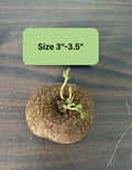 Stephania Cephalantha Bulb Size 3 to 3.5" Wide, Large Size for Fast Growing Stephania Plant Indoor Outdoor, Erecta Caudex Like, Rare Succulent Houseplant