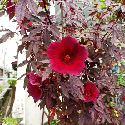 2 Cranberry Hibiscus Plants Live, 4 Inc to 6 Inc in Height, Fragrant Flower Plant, Red Hibiscus Plant Well Rooted for Planting