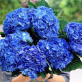 Deep Purple Blue to Pink Hydrangea Bush Plant Tree Live Shrub, 5-12" Starter Plant Hydrange Tree Plants, Dormant No Leaf in Winter, Cold Hardy Temperate