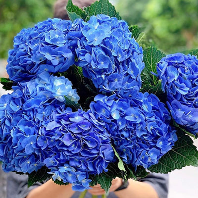 Deep Purple Blue to Pink Hydrangea Bush Plant Tree Live Shrub, 5-12" Starter Plant Hydrange Tree Plants, Dormant No Leaf in Winter, Cold Hardy Temperate