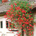 Fragrant Honeysuckle Plants Live Vines, Perennial Lonicera Honeysuckle Plants, 5 to 9 Inches Tall (Major Wheeler)