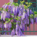 Rare Blue Moon Wisteria Vine Tree Live Plant in 2.5" Pot, Wisteria Tree Live Plant, Ready to Plant