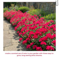 Hot Pink Phlox Plant 3-5 Inches Tall, Phlox Live Plant, Hardy Perennial with Colorful Blooms for Garden and Patio