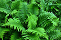 10 Cinnamon Fern Roots, Fern Live Plant Outdoors Bare Roots, 3 to 5 Inches Long Ground Cover Plant