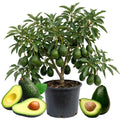 Dwarf Avocado Tree Plant Live, Patio Container Tree, 1-2 Ft Tall