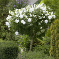 Hibiscus Rose of Sharon Plant Live, 4" Potted Althea Syriacus Flowers for Spring Planting, Hardy Shrub with Vibrant Blooms (White)