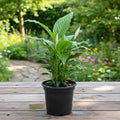 Peace Lily Tree Live Plant, Peace Lily Plant Live, White Flower, 5-9 Inches Tall, 4 Inch Pot for Indoor Planting