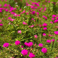 4 Deep Pink Portulaca Live Plants, Moss Rose Portulaca Plants 4-8'' Tall, Rare Flower for Outdoor Garden, Containers or Patio