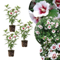 Set 3 Rose of Sharon Plant 2 Inches