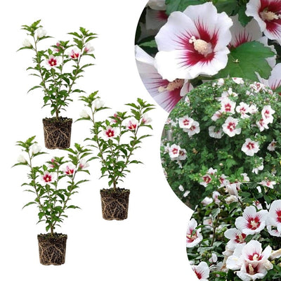 Set 3 Rose of Sharon Plant 2 Inches