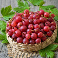 Red Gooseberry Live Plant, 5-7 Inch Starter Plant in Soil, No Pot - Edible Berry Fruit Shrub, Hardy Outdoor Garden Plant