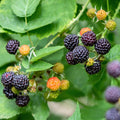 Raspberry Plant Live 6 to 12 Inch Tall, Sweet Raspberry Bush Live Plant Well Rooted Zone 3 to 8 (Black Raspberry)