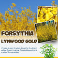 Lynwood Forsythia Plant Live, Gold Forsythia Shrub Well Rooted from 4 to 7 Inches Height, Fragrant and Vibrant Yellow Lynwood Bush, 4 Inches Pot